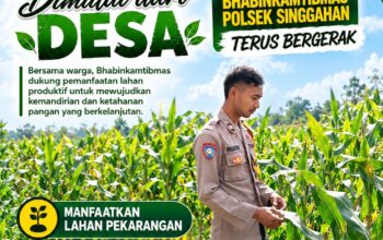 Anggota Polsek Singgahan Polresta Tuban Turun Cek Tanaman jagung Warga di Desa Lajo Kidul