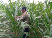 Dukung Astacita Presiden, Polmas Polsek Kenduruan Polresta Tuban Pantau Perkembangan Tanaman Jagung Petani di Desa Jamprong