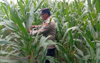 Dukung Astacita Presiden, Polmas Polsek Kenduruan Polresta Tuban Pantau Perkembangan Tanaman Jagung Petani di Desa Jamprong