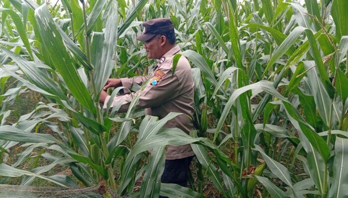 Dukung Astacita Presiden, Polmas Polsek Kenduruan Polresta Tuban Pantau Perkembangan Tanaman Jagung Petani di Desa Jamprong