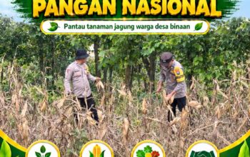 Polsek Bangilan Polresta Tuban laksanakan Monitoring Ketahanan pangan