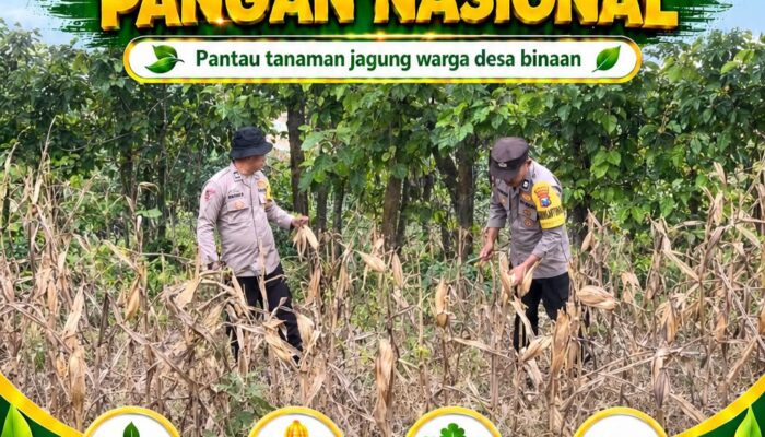 Polsek Bangilan Polresta Tuban laksanakan Monitoring Ketahanan pangan