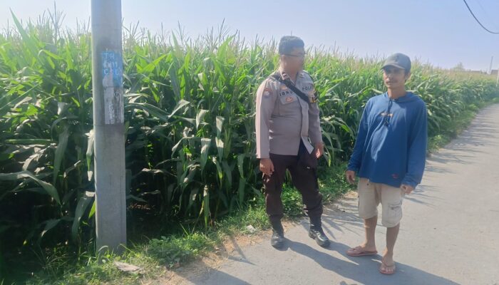 Bhabinkamtibmas Desa Terara Monitoring Lahan Pertanian, Polri Dukung Ketahanan Pangan Nasional