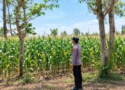 Dukung Asta Cita Presiden, Bhabinkamtibmas Polsek Tambakboyo Monitoring Lahan Jagung Binaan