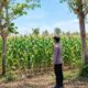 Dukung Asta Cita Presiden, Bhabinkamtibmas Polsek Tambakboyo Monitoring Lahan Jagung Binaan