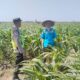Polisi Polsek jenu Polres Tuban Turun ke Ladang, Dampingi Petani Jagung Dukung Ketahanan Pangan