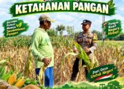 Program Ketahanan Pangan Bhabinkamtibmas Polsek Senori Polresta Tuban Lakukan Pemantauan Tanaman Jagung Warga Desa Wanglukulon