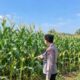 Dukung Ketahanan Pangan Nasional, Bhabinkamtibmas Polsek Tambakboyo Cek Lahan Jagung Binaan Menjelang Panen