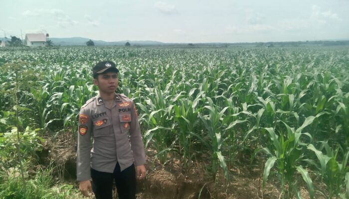Anggota Polsek Singgahan Polresta Tuban Turun Cek Tanaman jagung Warga di Desa Lajo Lor