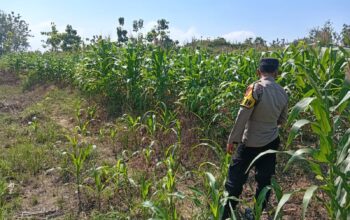 Kawal Swasembada Pangan, Polsek Jatirogo Pantau Langsung Tanaman Jagung di Paseyan