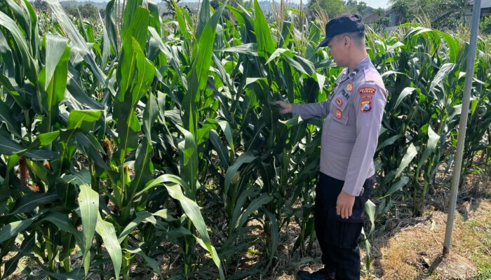 POLSEK BANGILAN DUKUNG KETAHANAN PANGAN NASIONAL