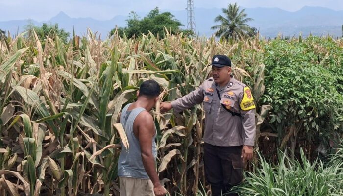 Bhabinkamtibmas Desa Leu pantau perkembangan jagung, dukung ketahanan pangan