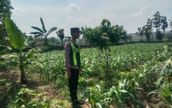 Anggota Polsek Singgahan Polresta Tuban Turun Cek Tanaman jagung Warga di Desa Mulyorejo