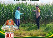 ANGGOTA POLSEK KEREK POLRESTA TUBAN PANTAU PERTUMBUHAN TANAM JAGUNG
