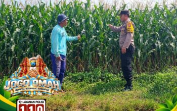 ANGGOTA POLSEK KEREK POLRESTA TUBAN PANTAU PERTUMBUHAN TANAM JAGUNG