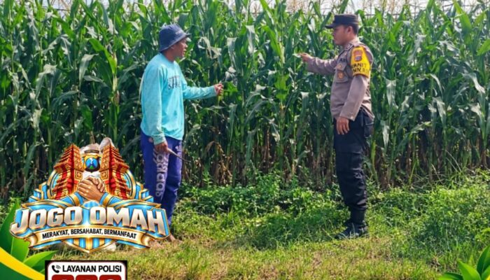 ANGGOTA POLSEK KEREK POLRESTA TUBAN PANTAU PERTUMBUHAN TANAM JAGUNG