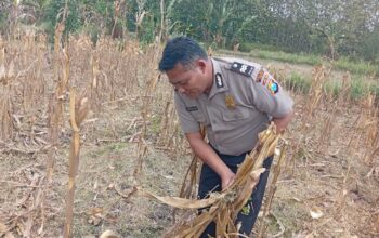 Dukung Ketahanan Pangan Nasional, Bripda Shandy Polsek Bancar Monitoring Panen Jagung di Latsari