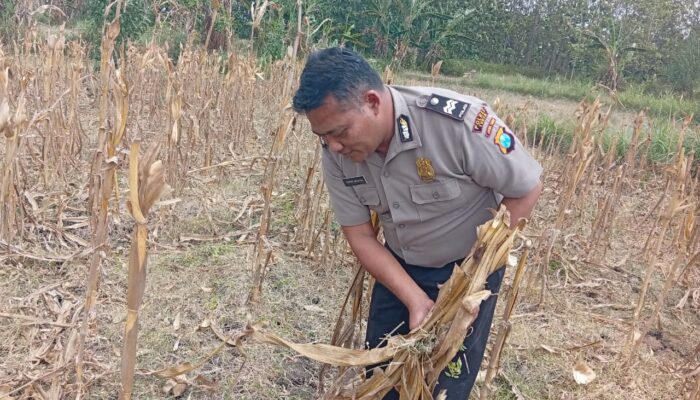 Dukung Ketahanan Pangan Nasional, Bripda Shandy Polsek Bancar Monitoring Panen Jagung di Latsari
