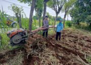 Wujud Polisi Cinta Petani, Polsek Tambakboyo Bantu Petani Olah Lahan Dengan Traktor