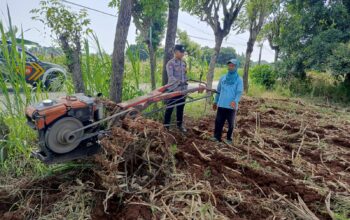 Wujud Polisi Cinta Petani, Polsek Tambakboyo Bantu Petani Olah Lahan Dengan Traktor