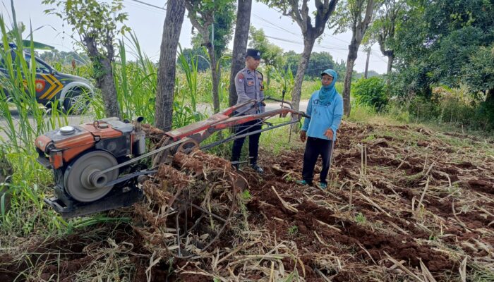 Wujud Polisi Cinta Petani, Polsek Tambakboyo Bantu Petani Olah Lahan Dengan Traktor