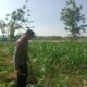 Polsek Tuban Dukung Ketahanan Pangan Nasional, Pantau Pertumbuhan Tanaman Jagung