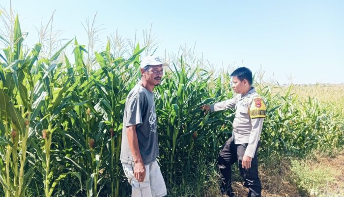 Bhabinkamtibmas Desa Dadap Monitoring Ketahanan Pangan, Ajak Masyarakat Jaga Kamtibmas
