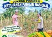 Dukung Astacita Presiden, Polsek Kenduruan Polresta Tuban Pantau Perkembangan Tanaman Jagung Petani