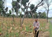 Polri Dukung Astacita, Polsek Merakurak Polresta Tuban Turun Cek Tanaman Jagung Warga di Desa Tuwiri Wetan