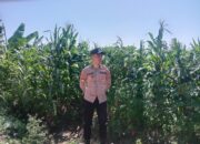 Anggota Polsek Singgahan Polresta Tuban Turun Cek Tanaman jagung Warga di Desa Mulyorejo