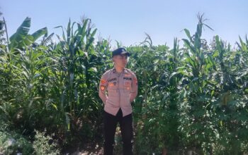 Anggota Polsek Singgahan Polresta Tuban Turun Cek Tanaman jagung Warga di Desa Mulyorejo