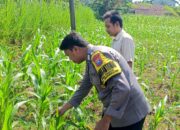 ANGGOTA POLSEK GRABAGAN SAMBANG DESA BINAAN, PANTAU LAHAN JAGUNG DAN MEMASTIKAN SISTEM IRIGASI MASIH LANCAR