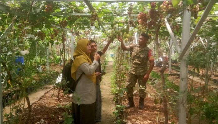 Babinsa dan PPL Peteluan Indah Dampingi Petani Anggur Jelang Panen