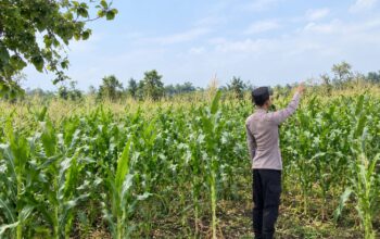 Dukung Ketahanan Pangan Nasional, Bhabinkamtibmas Polsek Tambakboyo Monitoring Lahan Jagung Binaan