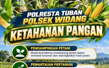 Mendukung Program Ketahanan Pangan, Bhabinkamtibmas Monitoring Pertumbuhan Jagung