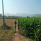 Dukung Swasembada Pangan Nasional, Bhabinkamtibmas Desa Tarusa Pantau Perkembangan Lahan Jagung Satu Hektar