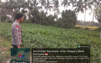 Bhabinkamtibmas Polsek Wanasaba Cek Lahan Jagung, Dorong Petani Dukung Ketahanan Pangan
