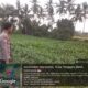Bhabinkamtibmas Polsek Wanasaba Cek Lahan Jagung, Dorong Petani Dukung Ketahanan Pangan
