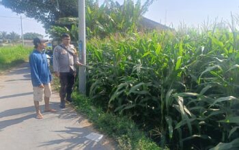 Bhabinkamtibmas Desa Terara Laksanakan Silaturahmi dan Monitoring Ketahanan Pangan di Terara Barat